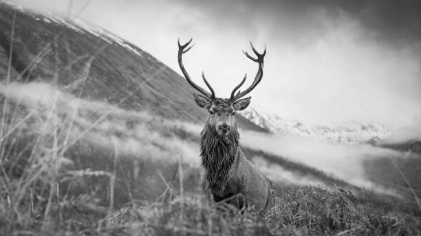 istock Monarch of the Glen 1449841052
