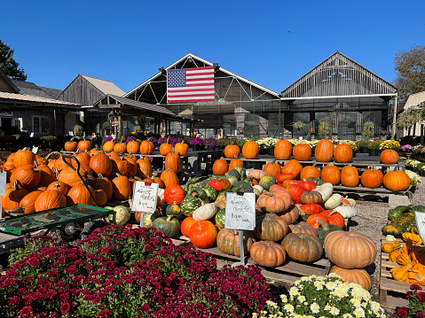 Worcester, USA - October 15, 2022. Pumpkins and flowers for sale at O & F Farms, Worcester, Pennsylvania, USA