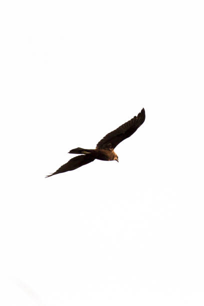 istock View of flying western marsh harrier 1449842525