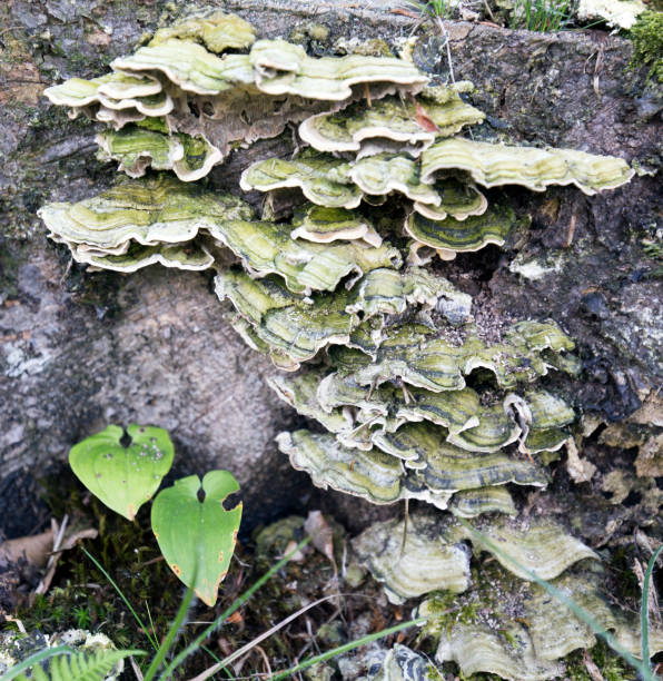istock A view of mossy maze polypore 1449843101