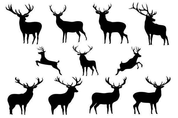 ilustraciones, imágenes clip art, dibujos animados e iconos de stock de colección vectorial de ciervos navideños - siluetas negras gráficas - stags horn