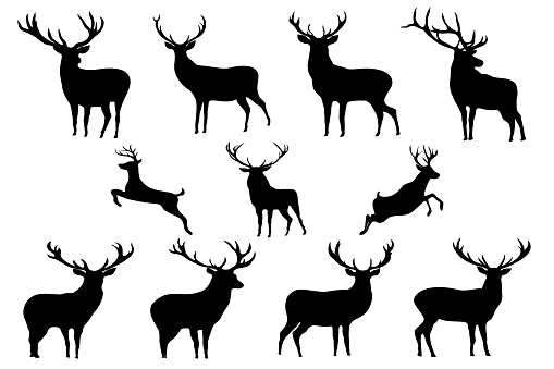 Graphic black design deer and reindeer silhouette isolated collection white background