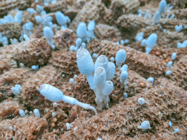 istock Coprinopsis Lagopus Mushroom 1449843311