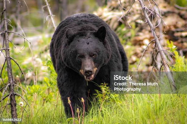 Black Bear Stock Photo - Download Image Now - Black Bear, Canada, American Black Bear