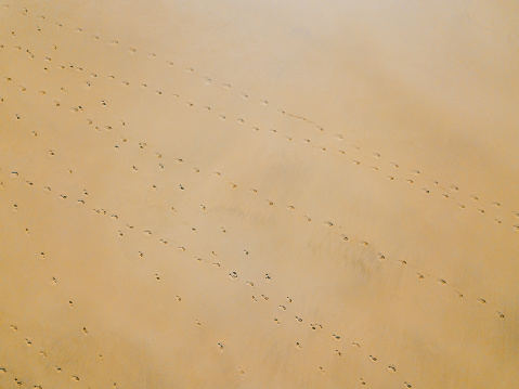 Top down aerial view of footprints on the sand beach