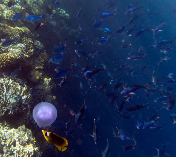 istock A picture of the coral reef in red sea 1449844607