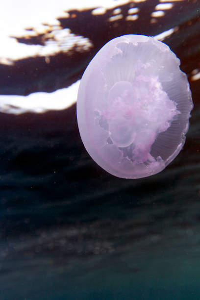 istock Close view of a moon jellyfish 1449844893