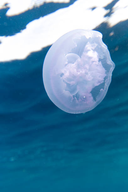istock Close view of a moon jellyfish 1449844898