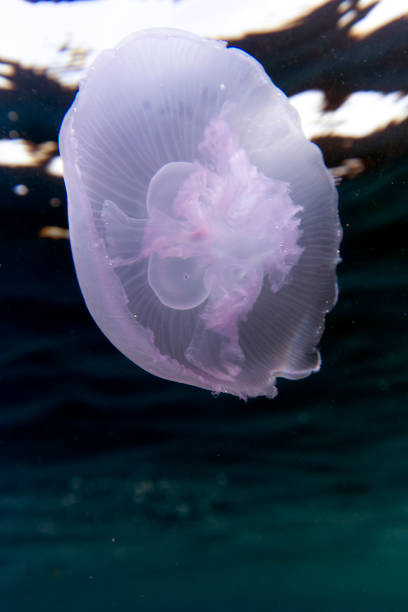 istock Close view of a moon jellyfish 1449844900