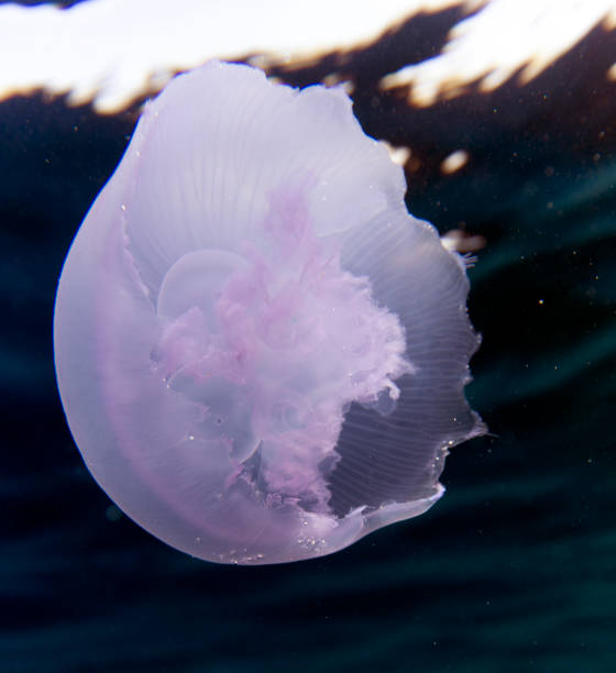 istock Close view of a moon jellyfish 1449844915