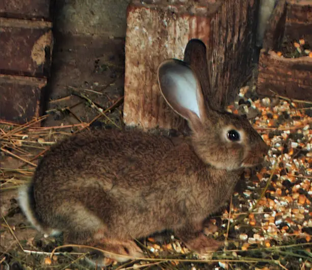 A lovely brown bunny in a rabbit hutch