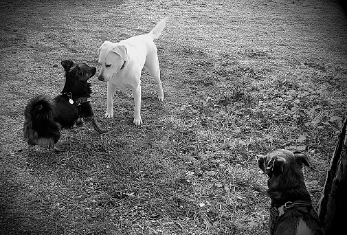A black dogs plays with a white dog in a Park. A third dog looks at them.