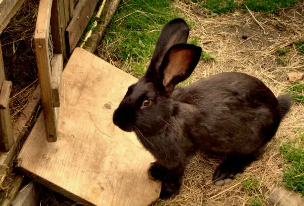 A lovely black bunny in a rabbit hutch