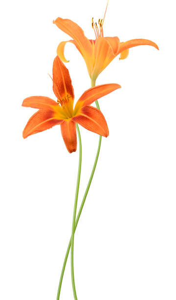 istock Day lily flowers 1449846636