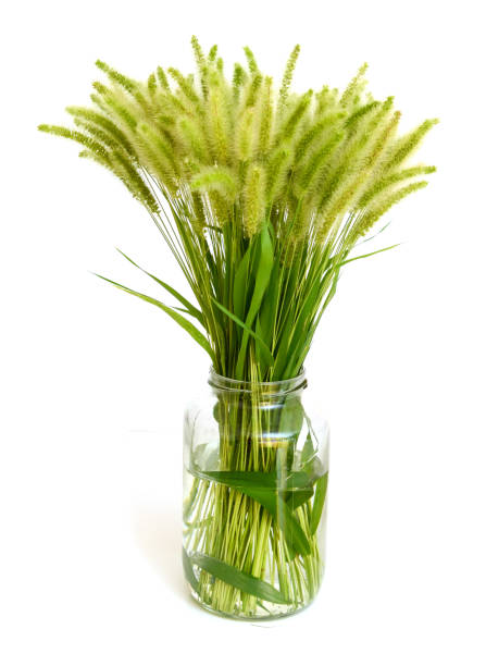 istock grass flower glass bottle 1449847177