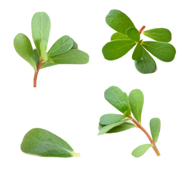 istock verdolaga branch, purslane 1449847364