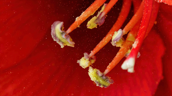Close up of yellow pistils and stamens with pollen on red petals background. Stock footage. Natural floral background