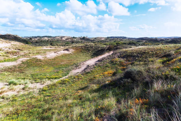 istock Zandvoort, Netherlands, Landscape with Plants 1449850069
