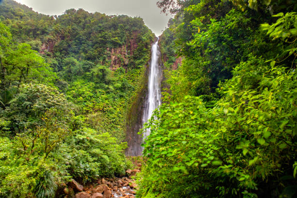 istock Animal and flora in caribbean Guadalupe 1449850119