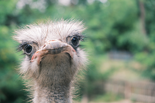 Portrait of an ostrich looking at the camera on a background of greenery in the wild, close-up.