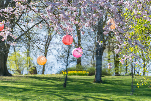 Hanami paper lanterns in springtime park