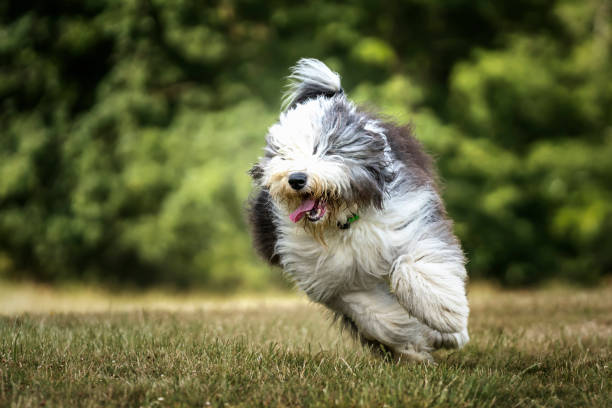 istock Old English Sheepdog running towards the camera 1449851723