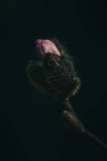 istock Single pink flower blooming from the bud 1449852408