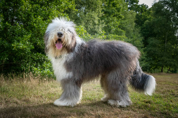 old english sheepdog steht auf einem feld und schaut in die kamera - old english sheepdog stock-fotos und bilder