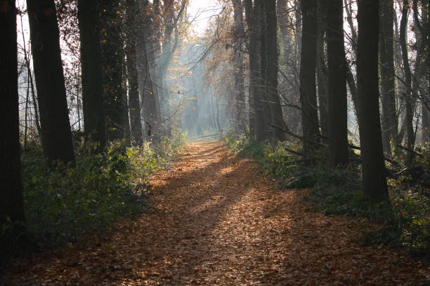 An autumn themed forest trail.