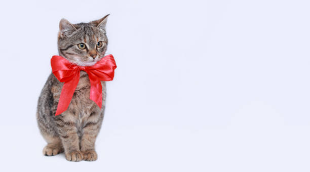 istock Beautiful funny Kitten with a red bow tie. Adorable Cat on a white background. Cat posing at camera. Close up portrait of a cute Kitten. Web-banner with copy space. Pet. Empty space for text. 1449853074