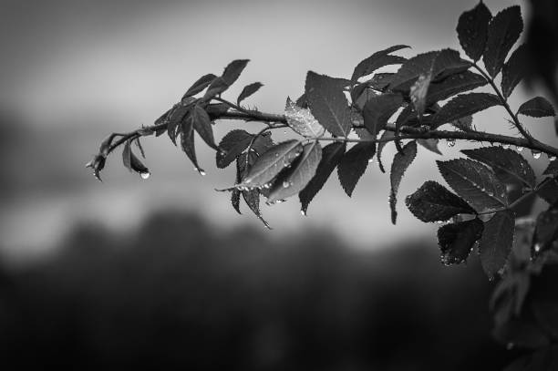 Wet Leaves After Rain