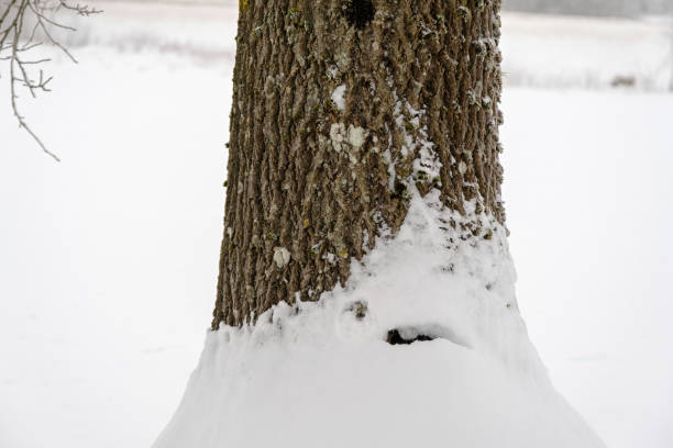 The trunk of a deciduous tree and covered with snow in winter.