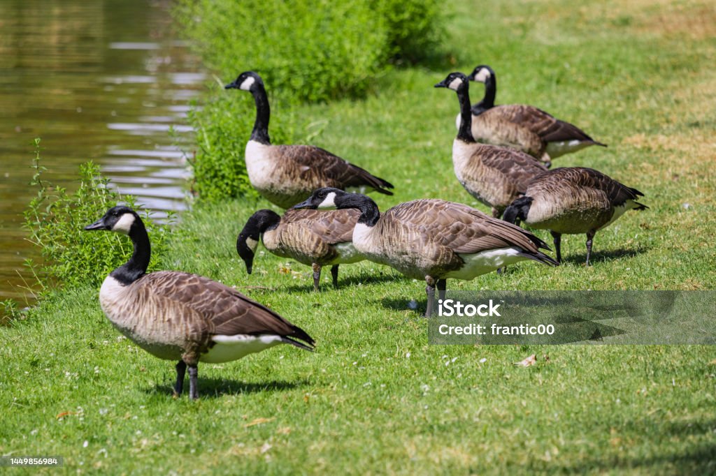 a flock of Canadian geese grazing on the grass in the park Animal Stock Photo
