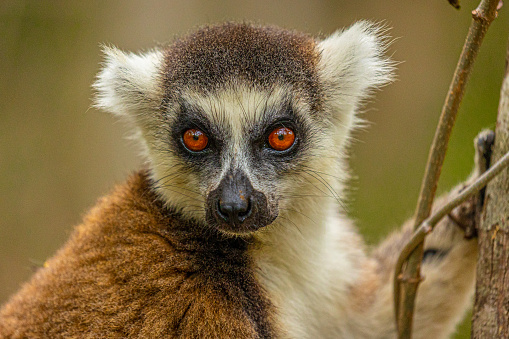 A lemur looking to the camera in a tree of the Anja Reserve, in Madagascar