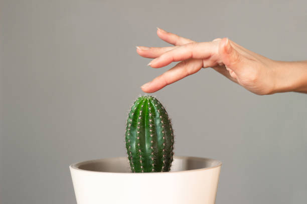 グレイの背景に接写する鍋のとげのあるサボテンに触れる女性の手 - cactus thorns ストックフォトと画像