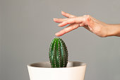 Female hand touching prickly cactus in a pot close up on a gray background