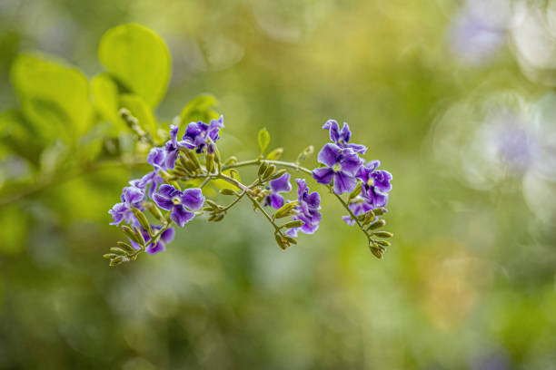 skyflower fiori viola - perennial leaf fruit tropical fruit foto e immagini stock