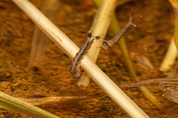 istock Yellow Fever Mosquito Larva 1449859810