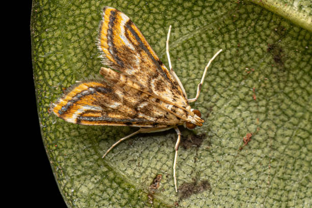 istock Adult China-mark Moth 1449860017