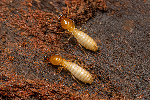 Small Typical Termite Insect of the genus Coptotermes
