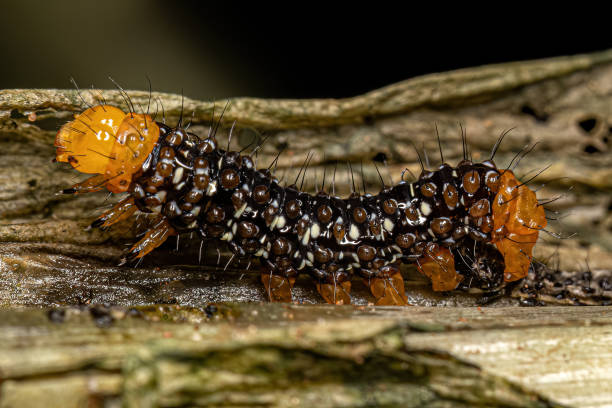 istock Small Black and Yellow Moth Caterpillar 1449860182