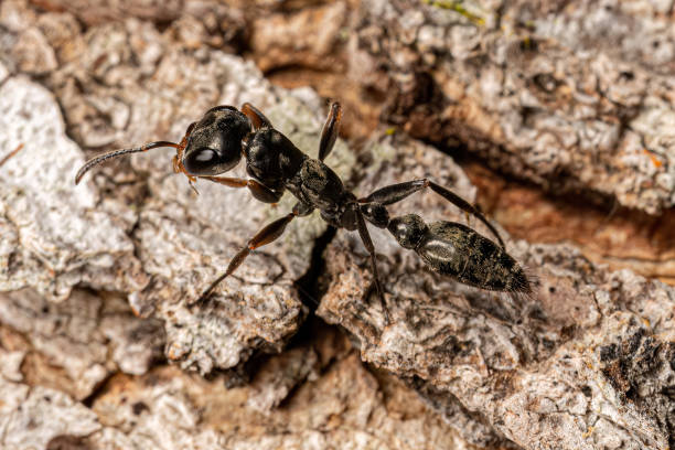 istock Adult Female Twig Ant 1449860252