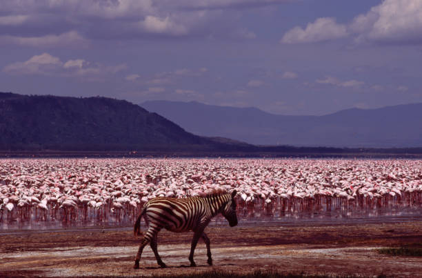 zebra im lake nakuru nationalpark, kenia flamingoschwarm im hintergrund - lake nakuru stock-fotos und bilder