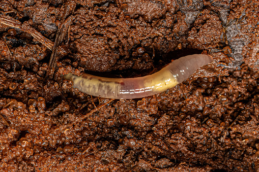 Small Earthworm Arthropod of the Subclass Oligochaeta