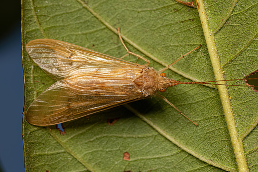 Adult Caddisfly Insect of the Genus Leptonema