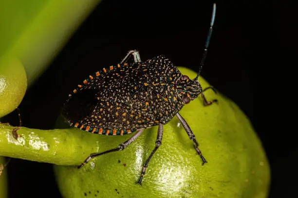 Adult Stink Bug of the species Pellaea stictica