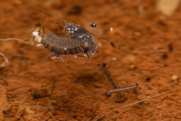 Culicine Mosquito Insect Eggs Culicine Mosquito Insect Eggs of the Subfamily Culicinae mosquito egg stock pictures, royalty-free photos & images