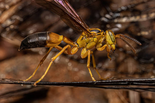 istock Adult Gregarious Paper Wasp 1449860658
