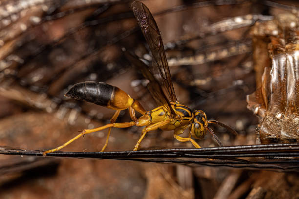 istock Adult Gregarious Paper Wasp 1449860664