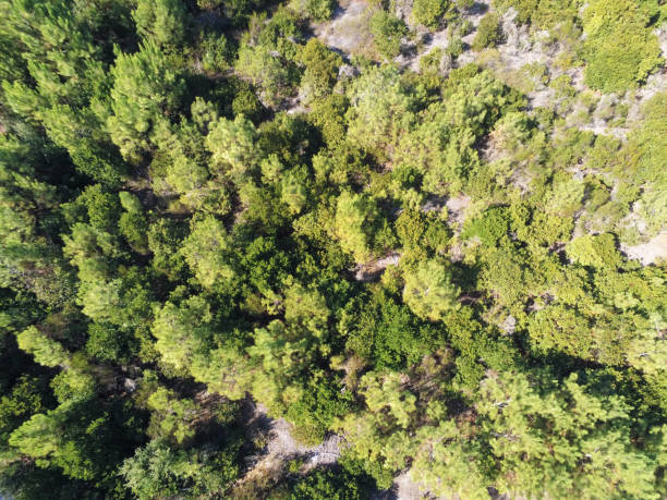 istock Pin forest, aerial view at Cap Ferret 1449860707